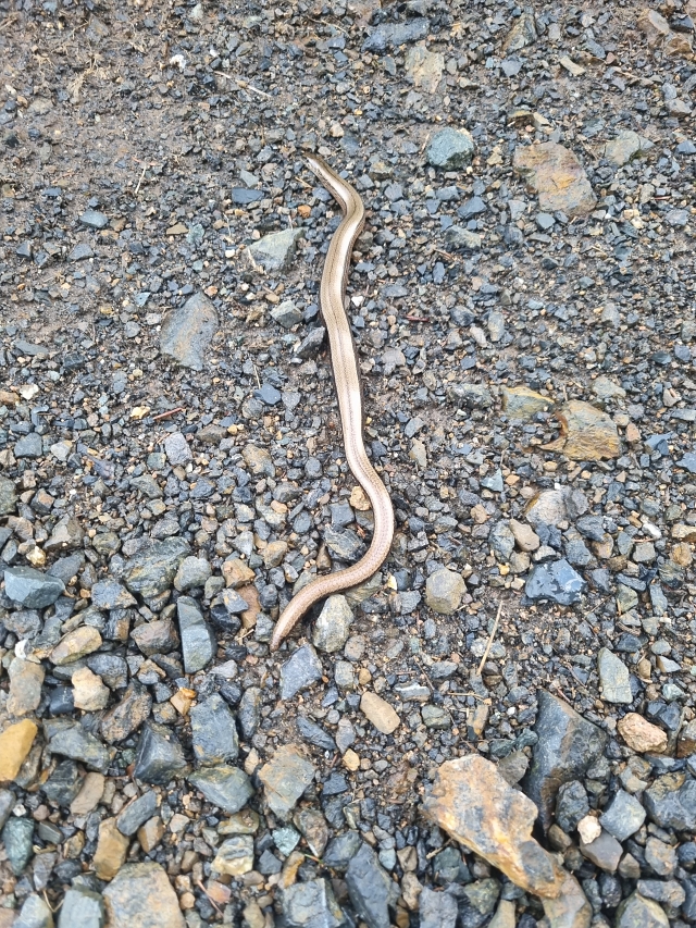 2024 06 21 WAnderung 5